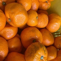 わけありみかん  説明文をお読みください キャンセル出ましたの画像