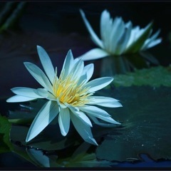 キャノン eos kiss x5 レンズ付きの画像