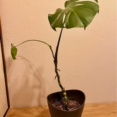 【12/28まで】観葉植物　モンステラの画像