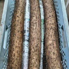 長芋贈答用５Ｋ箱入りの画像