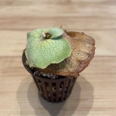 (決まりました)ビカクシダ ベイチー 子株の画像