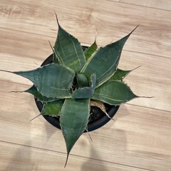 アガベ パラサナ ファイヤーボールの画像