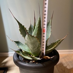 アガベ パラサナ ファイヤーボールの画像