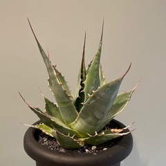 アガベ パラサナ ファイヤーボールの画像