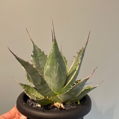 アガベ パラサナ ファイヤーボールの画像