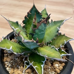 アガベ レッドキャットウィーズルの画像