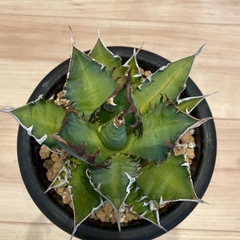 アガベ レッドキャットウィーズルの画像