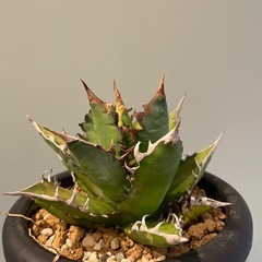 アガベ レッドキャットウィーズルの画像