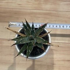 アガベ ユタエンシス ネバデンシスの画像