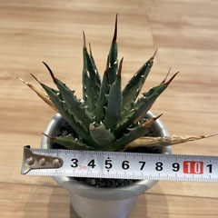 アガベ ユタエンシス ネバデンシスの画像