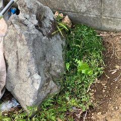 庭石の画像