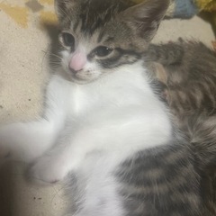 子猫　残り1匹