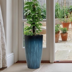 大型　植木鉢　プランター　観葉植物の画像