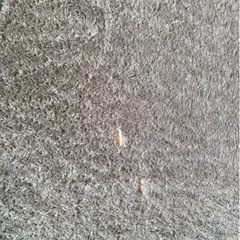 ラグカーペット
の画像