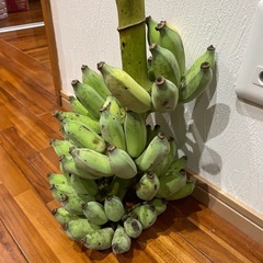 アップルバナナの画像