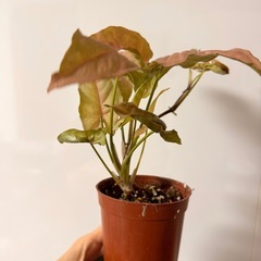 シンゴニウムの画像