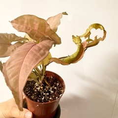 シンゴニウムの画像