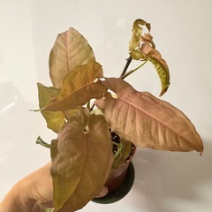 シンゴニウムの画像