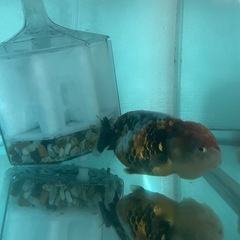 麒麟ランチュウ上物の画像