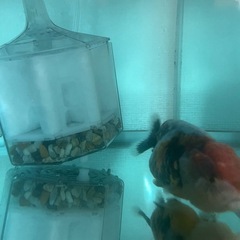 麒麟ランチュウ上物の画像