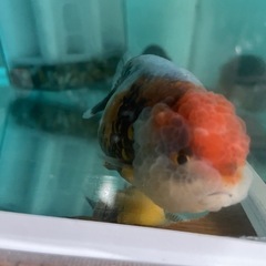 麒麟ランチュウ上物の画像