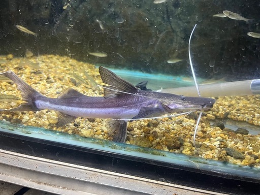 ゴスリニア