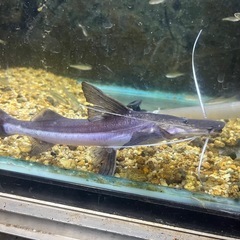 ゴスリニアの画像