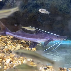 ゴスリニアの画像