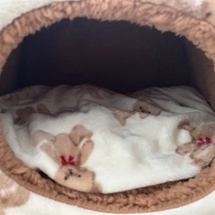 【ペット用】新品同様　ふわふわテントベッド Mサイズ／くま柄でとてもかわいいの画像