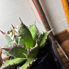 アガベチタノタレッドキャットの画像