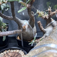 パキポディウムグラキリスの画像