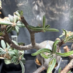 パキポディウムグラキリスの画像