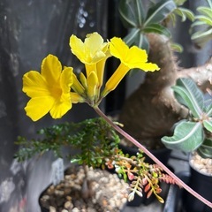 パキポディウムグラキリスの画像