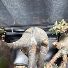 パキポディウムグラキリスの画像