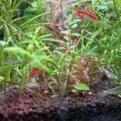 チェリーバルブの稚魚の画像