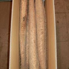 長芋贈答用５Ｋ箱入りの画像