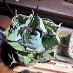 アガベチタノタブラックアンドブルーの画像