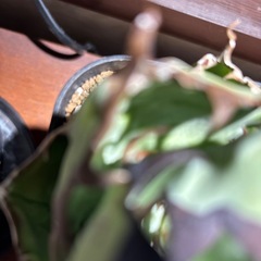 アガベチタノタブラックアンドブルーの画像