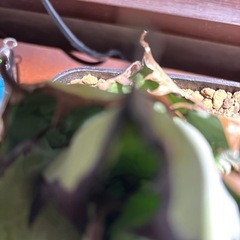 アガベチタノタブラックアンドブルーの画像