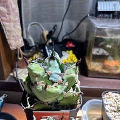 アガベチタノタブラックアンドブルーの画像