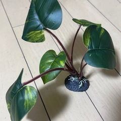 コトブキ リラックスリーフ ベタの水草スタンドの画像