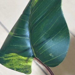 コトブキ リラックスリーフ ベタの水草スタンドの画像