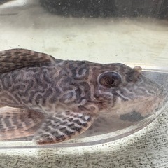 キンペコ　成魚②の画像