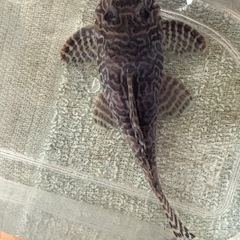 キンペコ　成魚②の画像