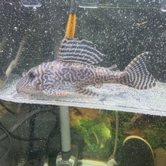 キンペコ　成魚②の画像