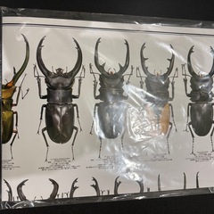 むし社　カレンダー　2026の画像