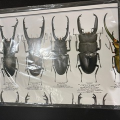 むし社　カレンダー　2026の画像