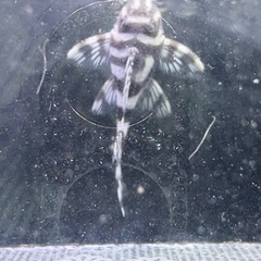 キンペコ　白地多め①の画像