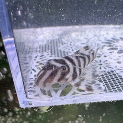 キンペコ　白地多め①の画像