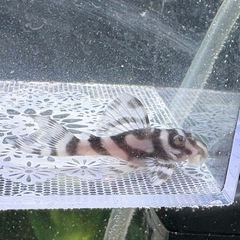 キンペコ　白地多め①の画像